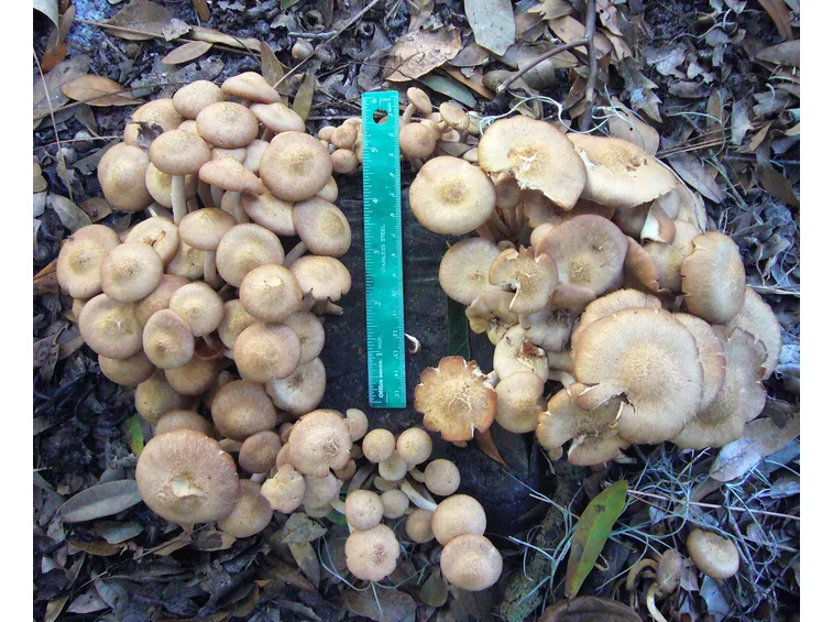 Chiodini sviluppo
