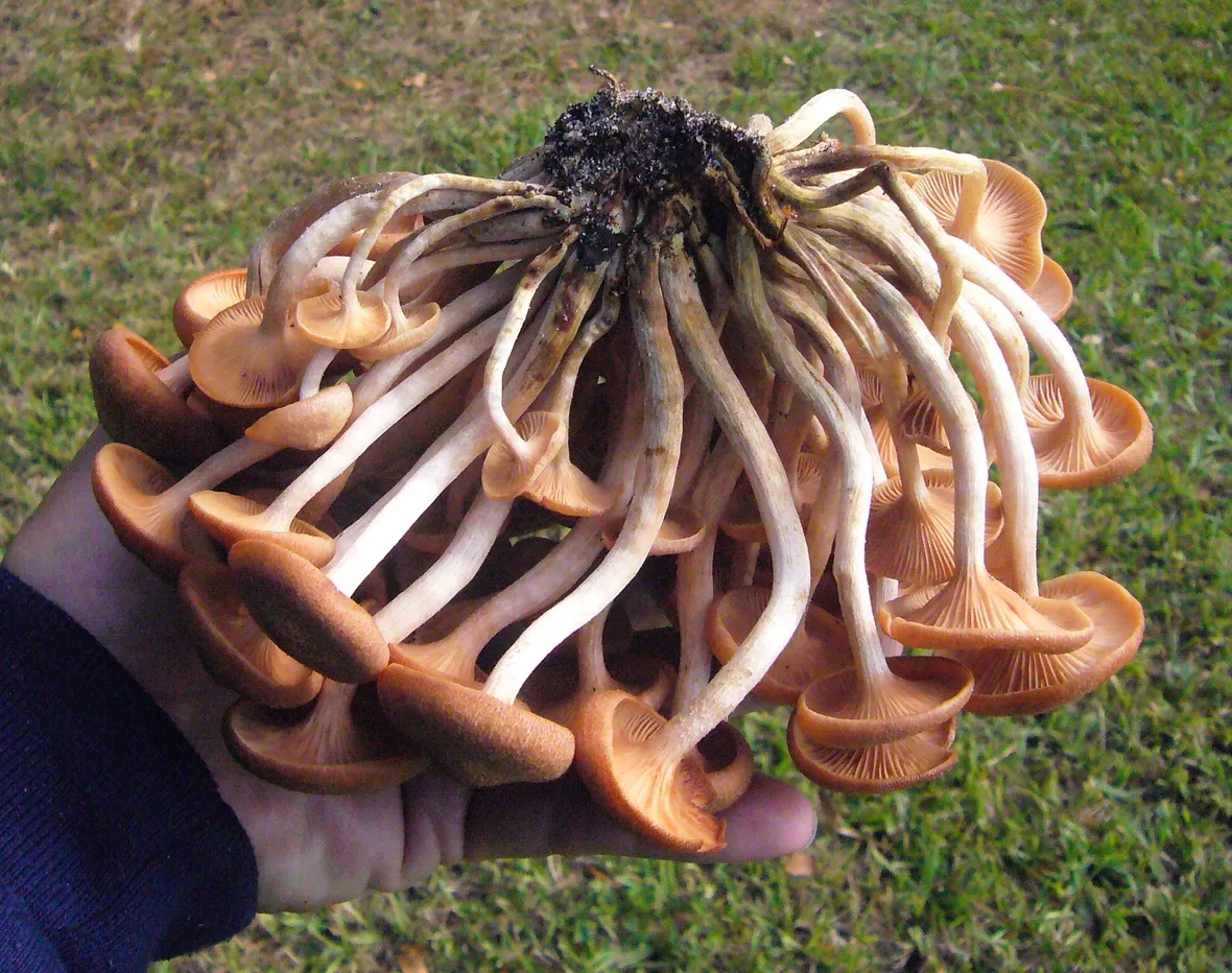 Chiodini funghi