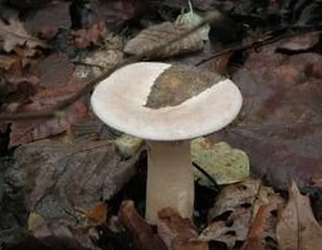 clitocybegeotropa2