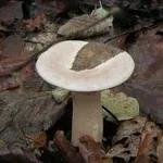 clitocybegeotropa2