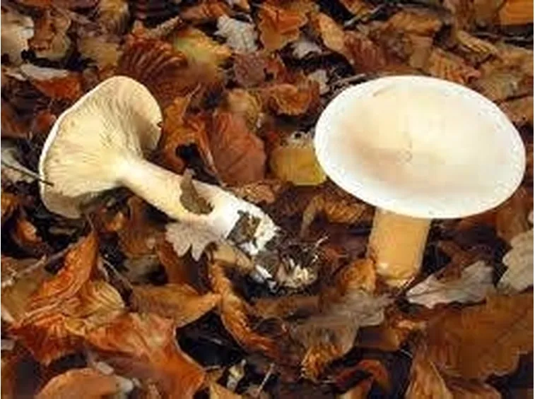 clitocybegeotropa1