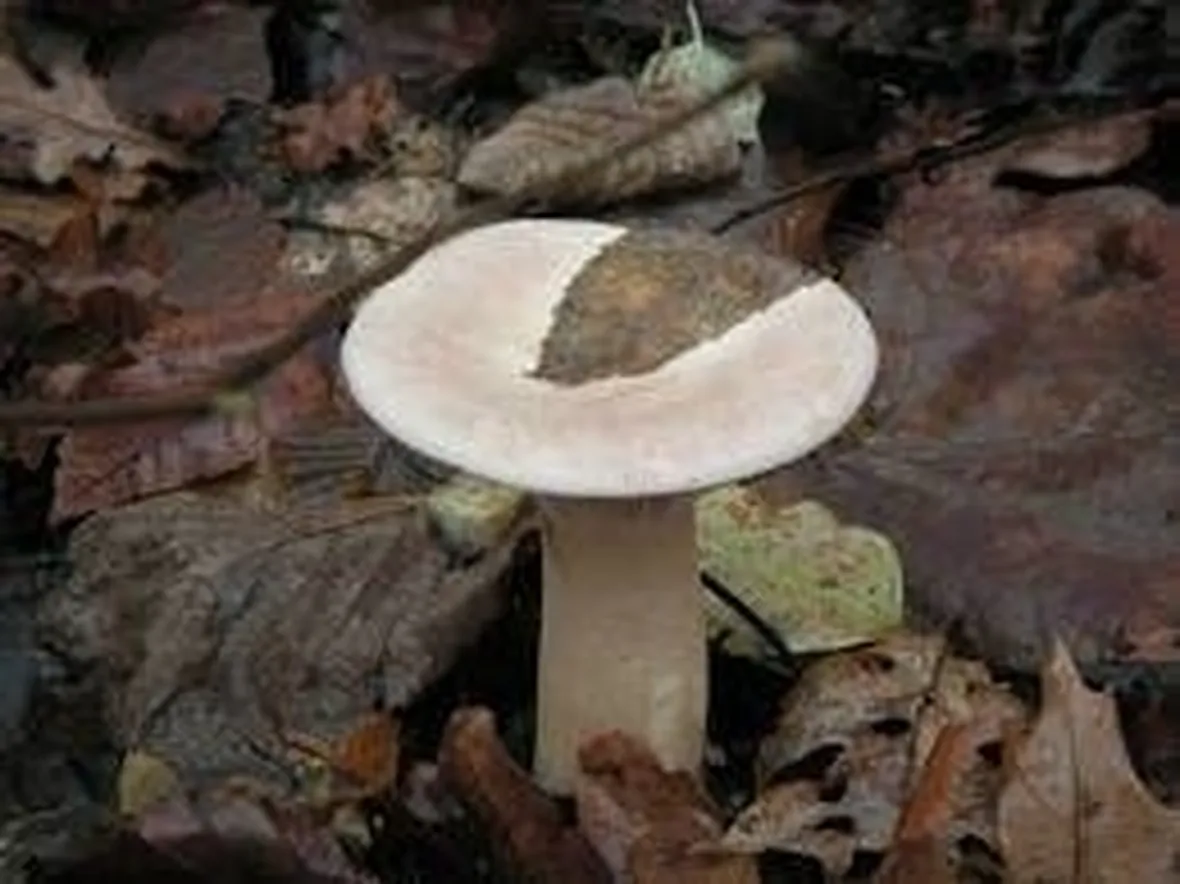 clitocybegeotropa2
