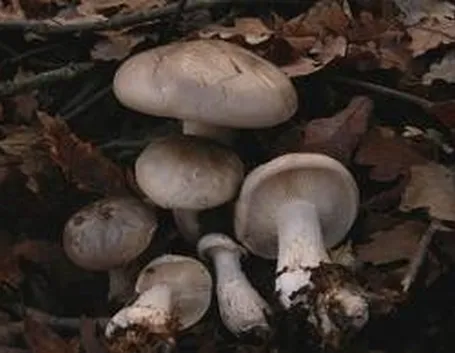 clitocybenebularis1