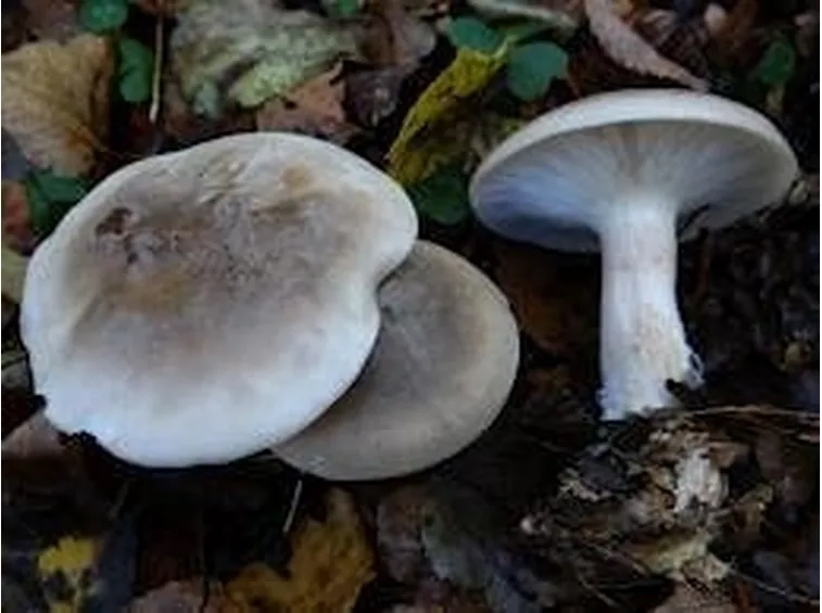 clitocybenebularis2
