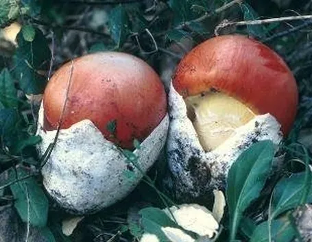 cocco1