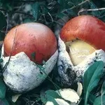 cocco1