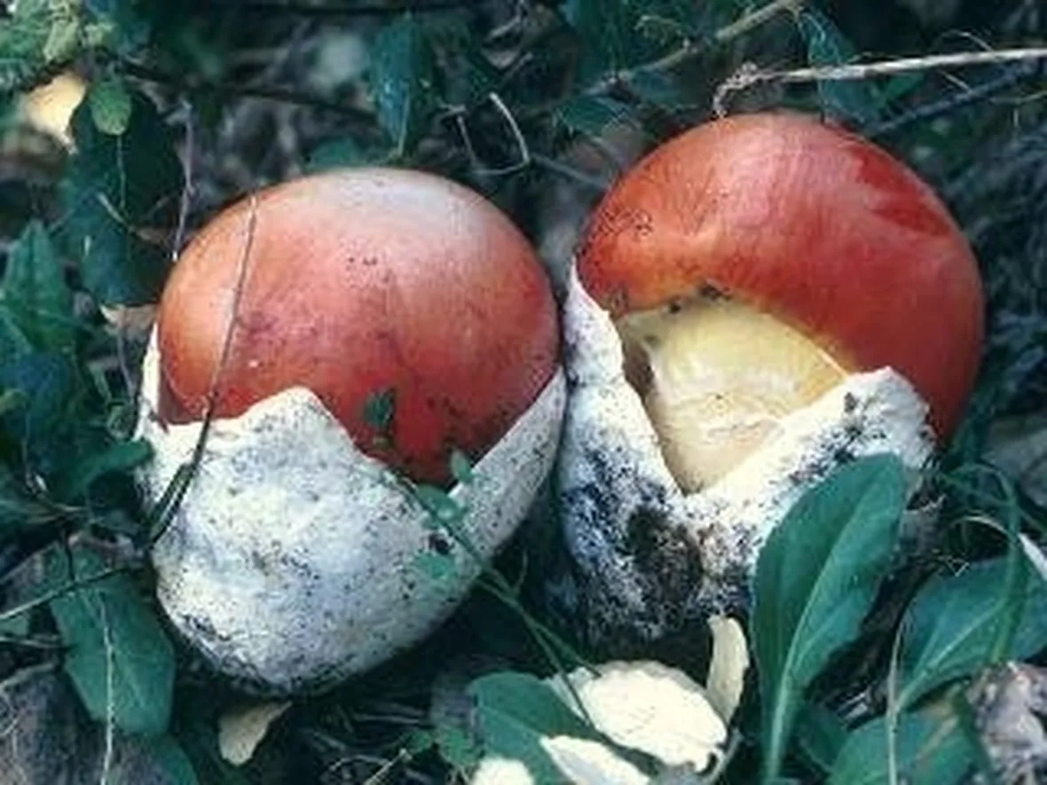 cocco1