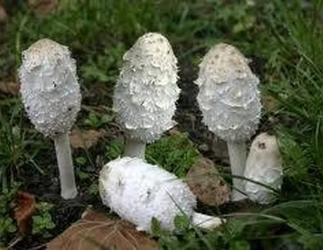 coprinuscomatus2