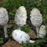 coprinuscomatus2