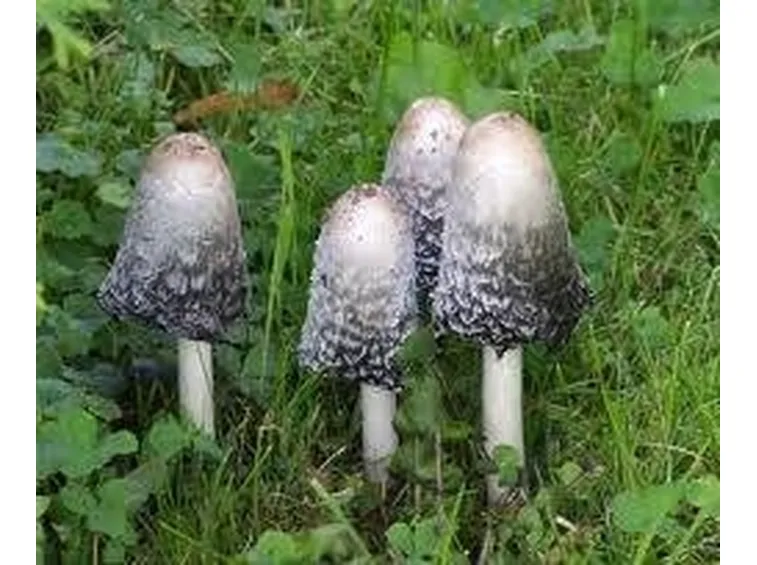 coprinuscomatus1