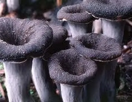 craterelluscornucopioides