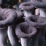 craterelluscornucopioides