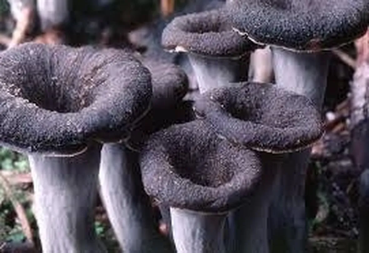 craterelluscornucopioides