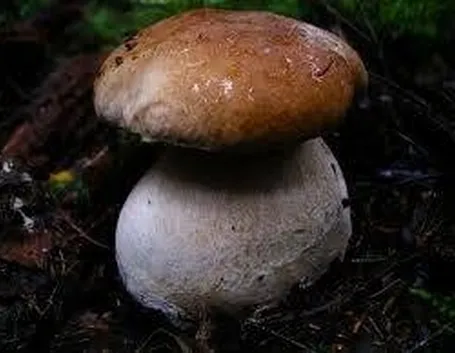 edulisboletus2
