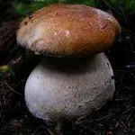 edulisboletus2