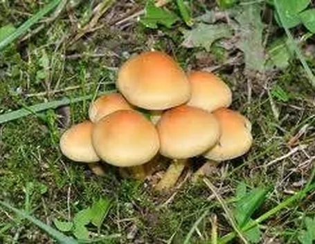falsochiodino