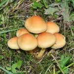 falsochiodino