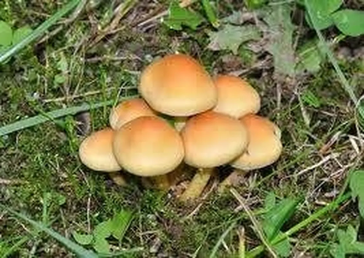 falsochiodino
