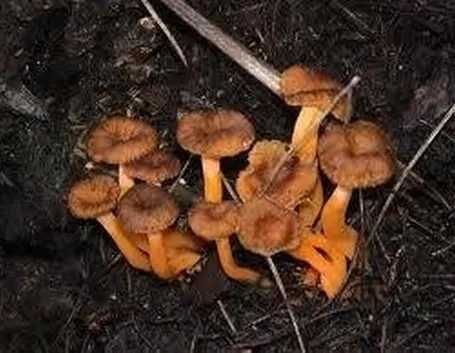 finferla1