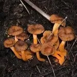 finferla1