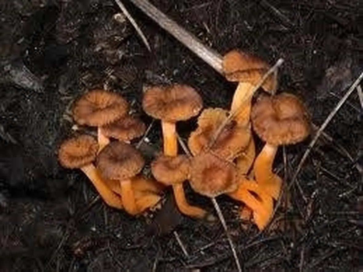 finferla1