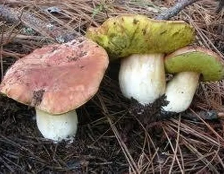 boletusfunghi2