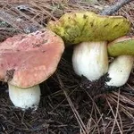 boletusfunghi2