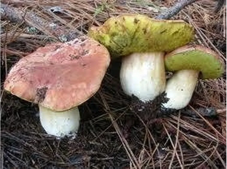 boletusfunghi2