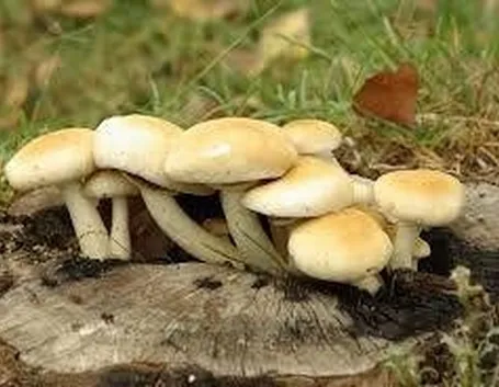 funghibuoni1
