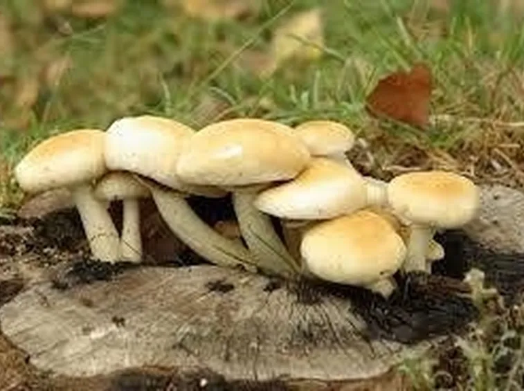 funghibuoni1