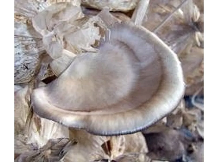 funghibuoni2