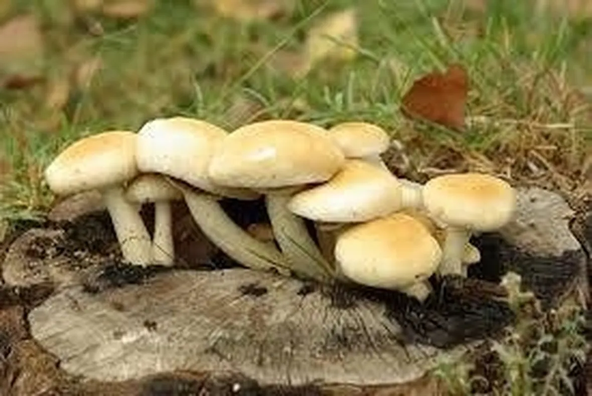 funghibuoni1