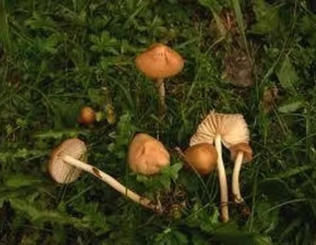 gambesecche1