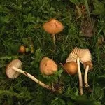 gambesecche1