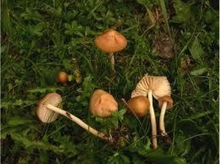 gambesecche1