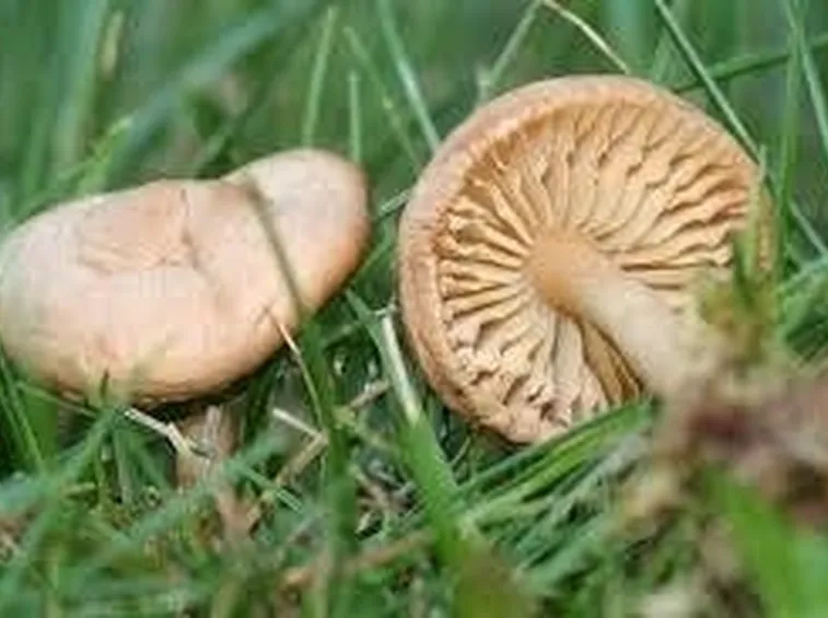 gambesecche2