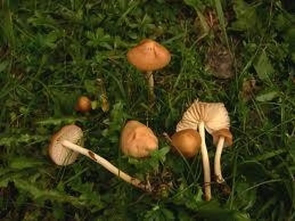 gambesecche1