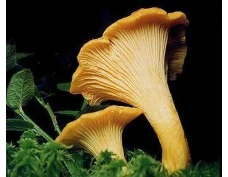 giallino1
