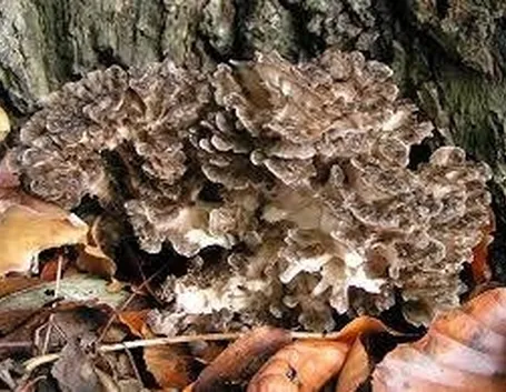 grifolafrondosa1