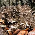 grifolafrondosa1