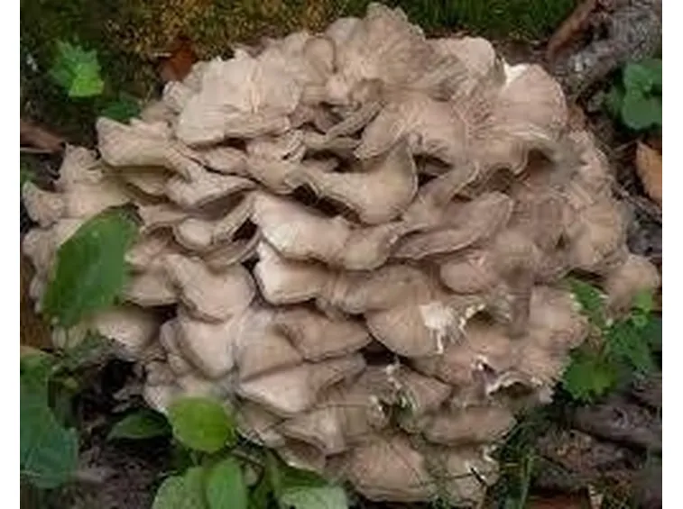 grifolafrondosa2