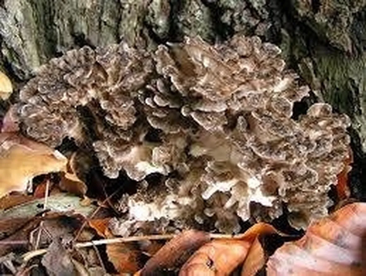 grifolafrondosa1