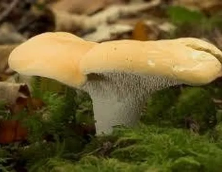 hydnumrepandum