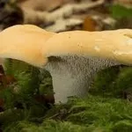 hydnumrepandum