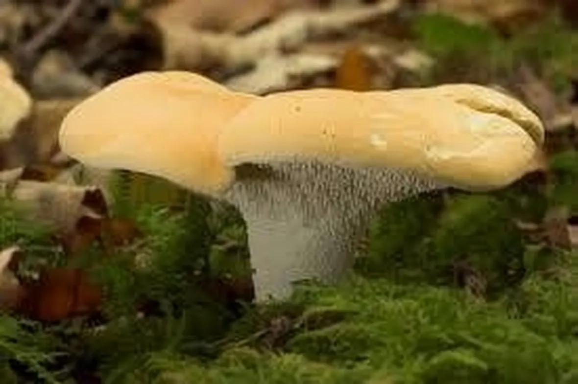 hydnumrepandum