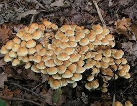 falsochiodino