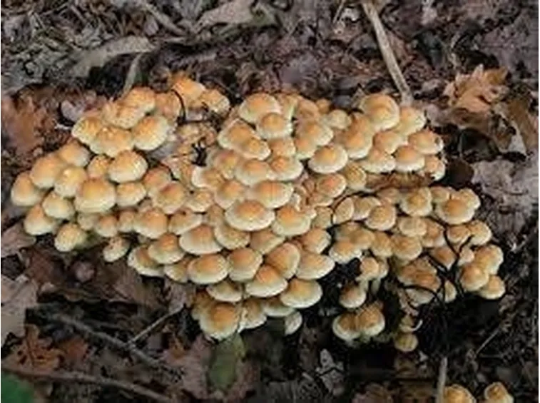 falsochiodino