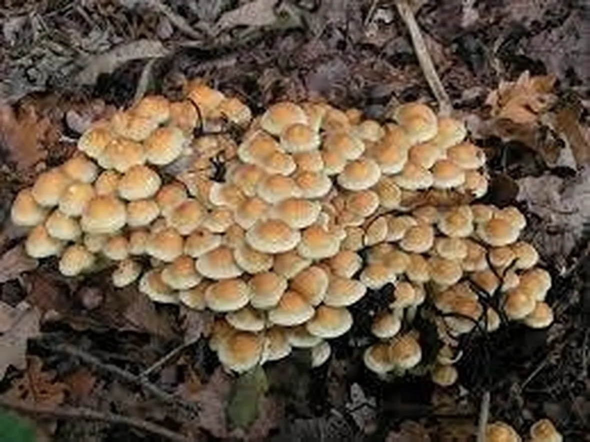 falsochiodino