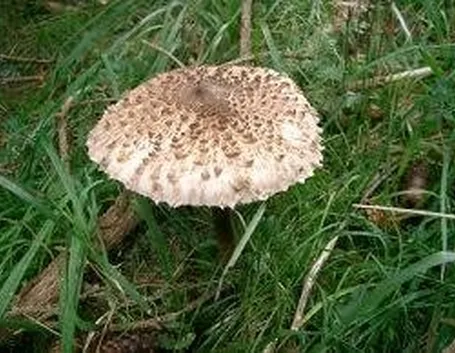 macrolepiotaprocera1