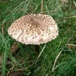 macrolepiotaprocera1